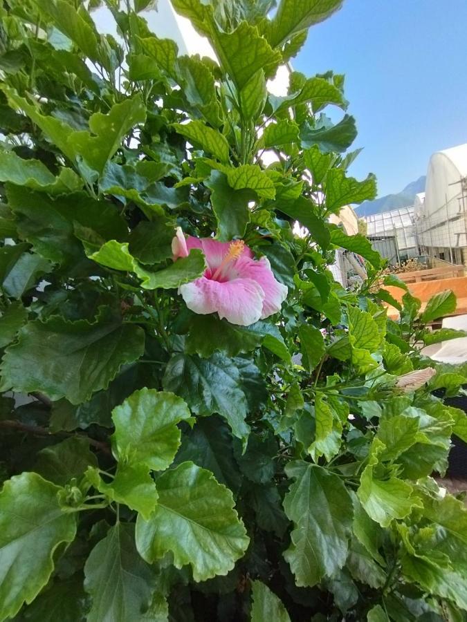 Hibiscus Διαμέρισμα Castellammare di Stabia Εξωτερικό φωτογραφία